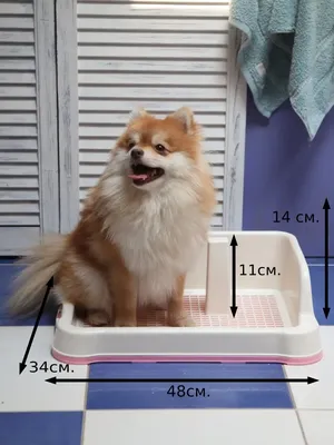 Домашние туалеты для собак: виды и как выбрать | Блог ветклиники \"Беланта\"