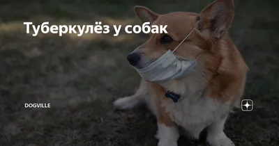Туберкулез у собак фото фотографии