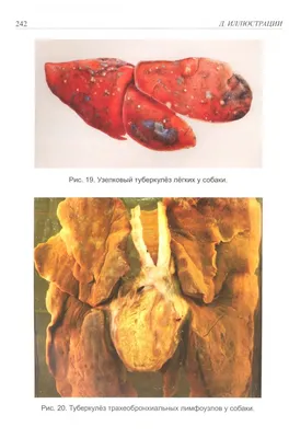 Профилактика туберкулёза животных - Викулово72.ру. Новости Викуловского  района