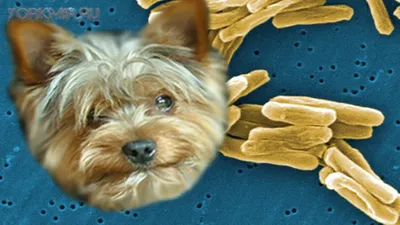 Туберкулез у собак | Причины | Симптомы | Лечение. - YouTube