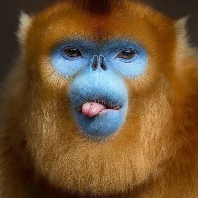 Жана тупая обезьяна 2 ремейк» — создано в Шедевруме
