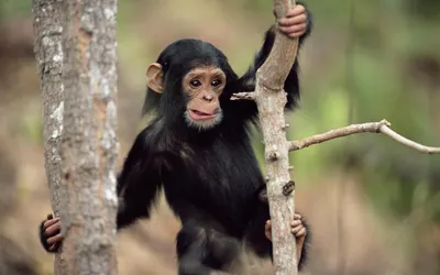 мужская тупая липовая обезьяна Стоковое Фото - изображение насчитывающей  джунгли, ангстрома: 274143454