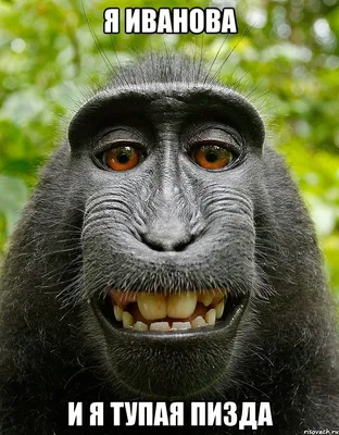 Тупая обезьяна - красивые фото