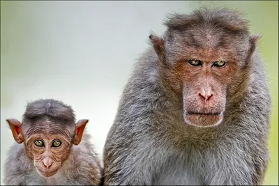 Самые глупые обезьяны - 66 фото