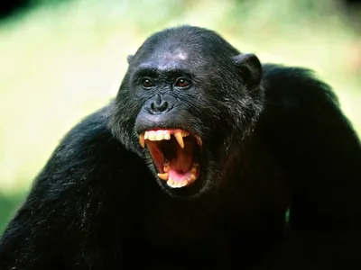 Создать мем \"глупая обезьяна, голова шимпанзе, смешные обезьянки\" -  Картинки - Meme-arsenal.com