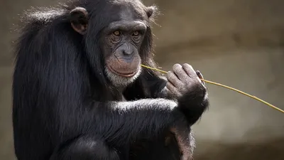 Глупые обезьянки - 75 фото