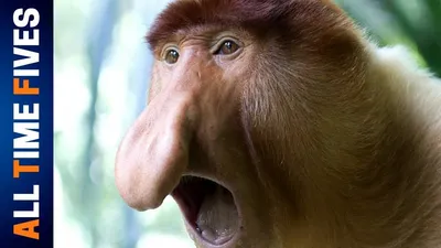 Самая тупая обезьяна в мире - фото и описание