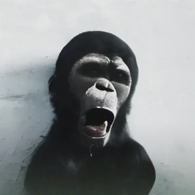 Самая страшная обезьяна в мире - 74 фото