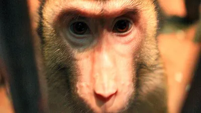 Тупая обезьяна - 68 фото