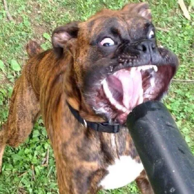 Тупая собака дела стоковое изображение. изображение насчитывающей идиот -  37050359
