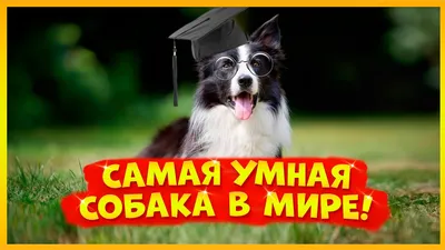 Далматин - «Самая умная собака!! » | отзывы