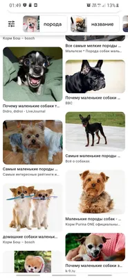 Порода собак с тупой мордой (63 фото) - картинки sobakovod.club
