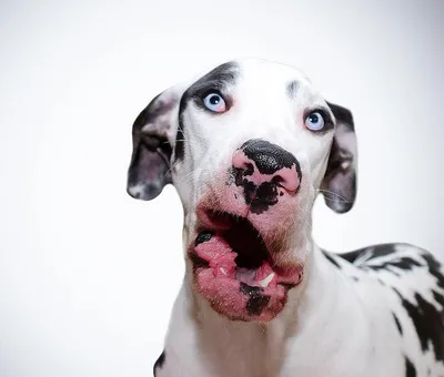 Смешная тупая собака стоковое изображение. изображение насчитывающей  потеряно - 51199219