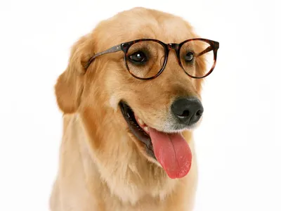 Собака Глупый Мастиф - Бесплатное фото на Pixabay - Pixabay