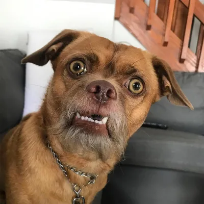 Ставрополь Животные в приюте! ⠀ В добрые руки умная собака Ряба! ⠀ Ряба  хорошая умная собака. Она дружелюбна и общительна, отлично общается… |  Instagram