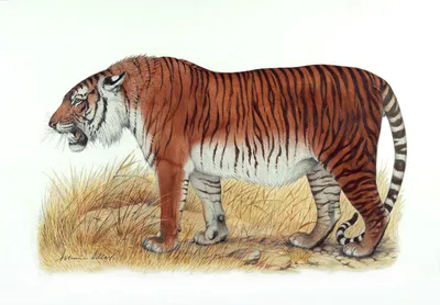 Туранский тигр фото 
