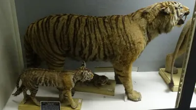Встречи с туранским тигром | Пикабу