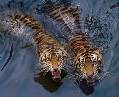 Туранский тигр и снежный барс …» — создано в Шедевруме