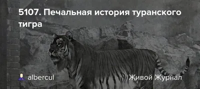Туранский тигр: вопросы реинтродукции