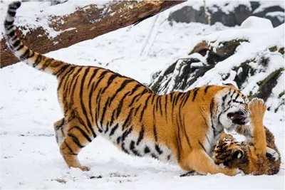 Тигры обитали в Актюбинской области » Актобе Таймс