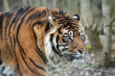 5107. Печальная история туранского тигра