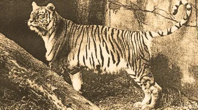 Туранский тигр | Пикабу