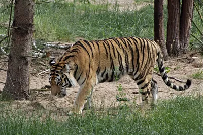 Туранский тигр арт - 69 фото