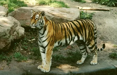 Каким был туранский (закавказский) тигр. Интересные факты о большой кошке |  Заметки о животных | Дзен