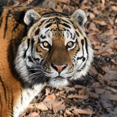 Каспийский тигр | ВКонтакте