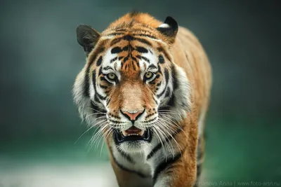 Как Центральная Азия потеряла туранского тигра | Репортаж | Диалог:  Таджикистан и мир
