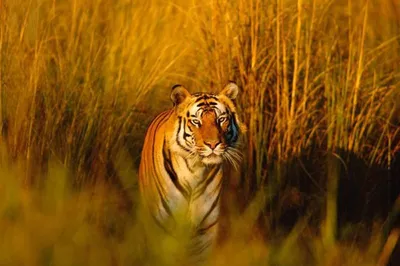 Последний туранский тигр - «Кызылординские Вести»