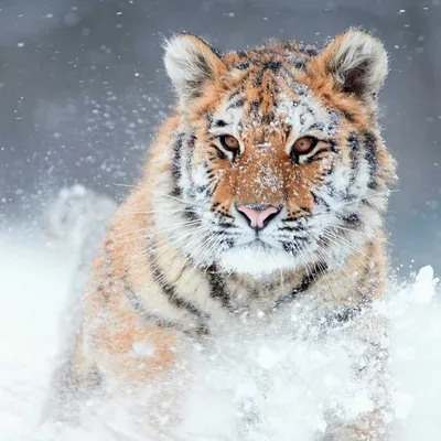 Когда, где и как исчез последний тигр в Казахстане | Аналитический  Интернет-портал