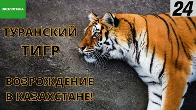 Дела тонкие - 🐯 Еще сто лет назад на окраине Ташкента можно было встретить  тигра... 🐅 Вымерший туранский или каспийский тигр (Panthera tigris  virgata) веками был обычным зверем в тугайных лесах вдоль