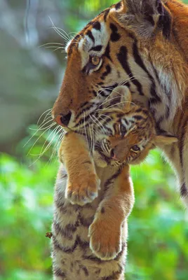 В дикую природу Казахстана вернутся тигры | Пикабу