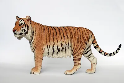 Мазандаранский тигр - 69 фото
