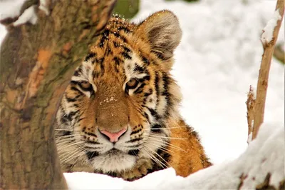 Nomads of the Great steppe - Туранский тигр мёртв, но дело его живёт. В  Казахстане снова появятся гигантские кошки На днях Казахстане был  официально открыт резерват для восстановления популяции тигров. Это первый