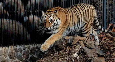 Туранский тигр: исчезнувший, но не забытый | В когтях у хищника | Дзен