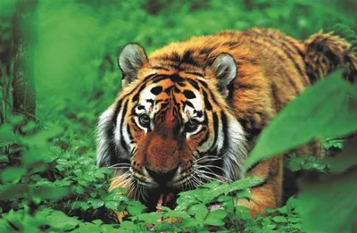 Как будут возрождать туранского тигра в Казахстане? - el.kz