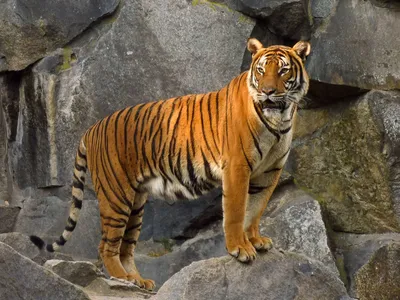 В Прибалхашье будет восстановлена популяция туранских тигров - Единый  экологический интернет-ресурс