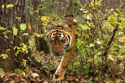 Возродить популяцию туранских тигров до 100 особей планируют в Казахстане к  2025 году