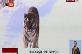 Откуда в Казахстане возьмут туранских тигров, если они все истреблены -  01.10.2021, Sputnik Казахстан