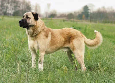Кангал порода собак (25 фото) | Kangal dog, Big dog breeds, Pet dogs