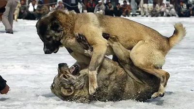 турецкая собака сивас кангал. Стоковое Изображение - изображение  насчитывающей содружественно, млекопитающее: 197730283