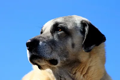 Эта собака победит волка? Узнала 5 особенностей породы турецкий кангал |  Пикабу