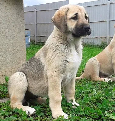 Достояние страны – три породы собак, за которые предлагают \"золотые горы\" -  PrimaMedia.ru