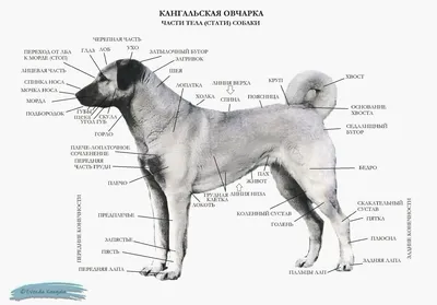 Турецкая овчарка кангал в качестве сторожевой собаки | Премиум Фото