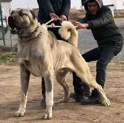 Собака турецкий кангал - 79 фото
