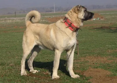 Кангал - великолепная овчарка из Анатолии : THE DOG REPUBLIC
