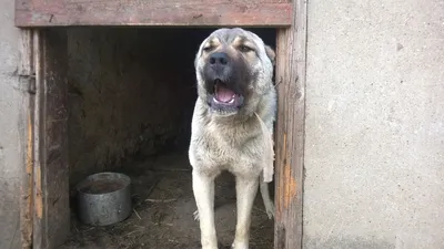 Турецкая собака чабана Kangal породы как защищая собака Стоковое Фото -  изображение насчитывающей собака, ангстрома: 153786144