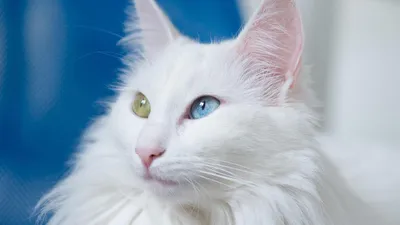 Турецкий ангорский кот фото фотографии